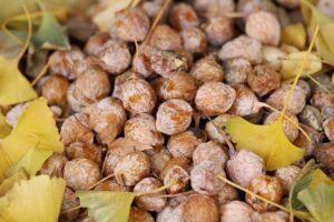 gingko